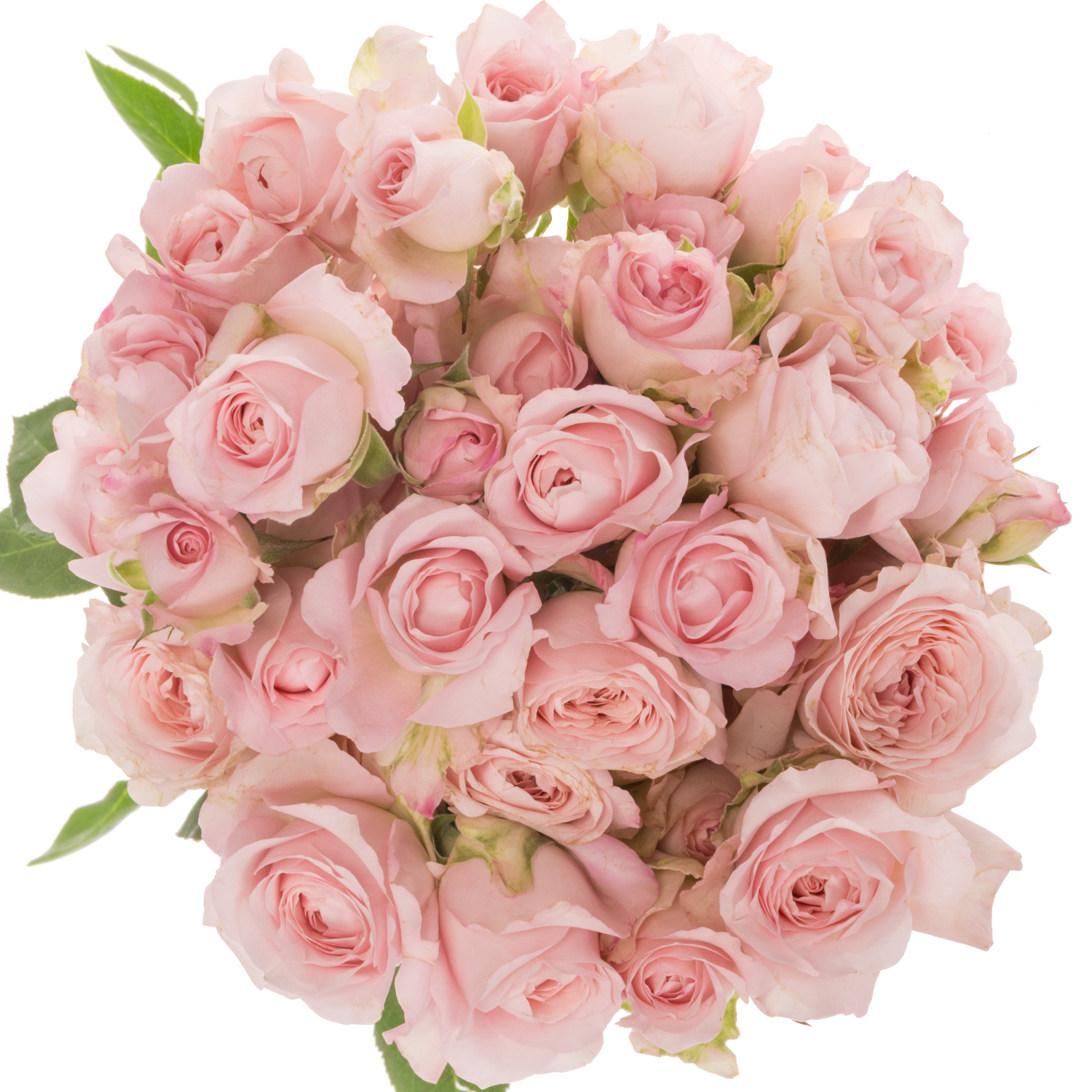 Rose verzweigt hell rosa Princess Fairy Pink 50cm