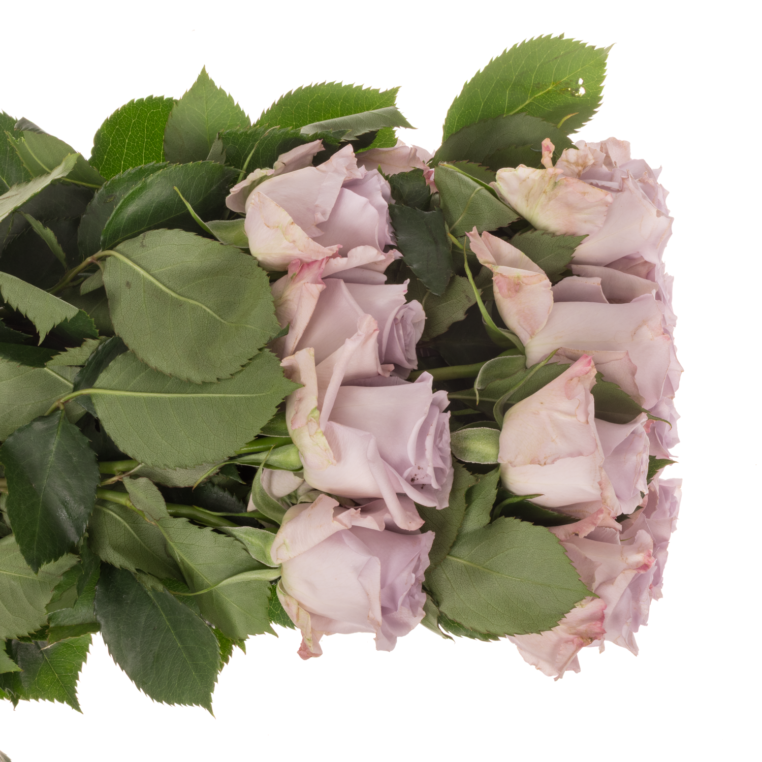 Rose milka Ocean Song (Ec) 50cm