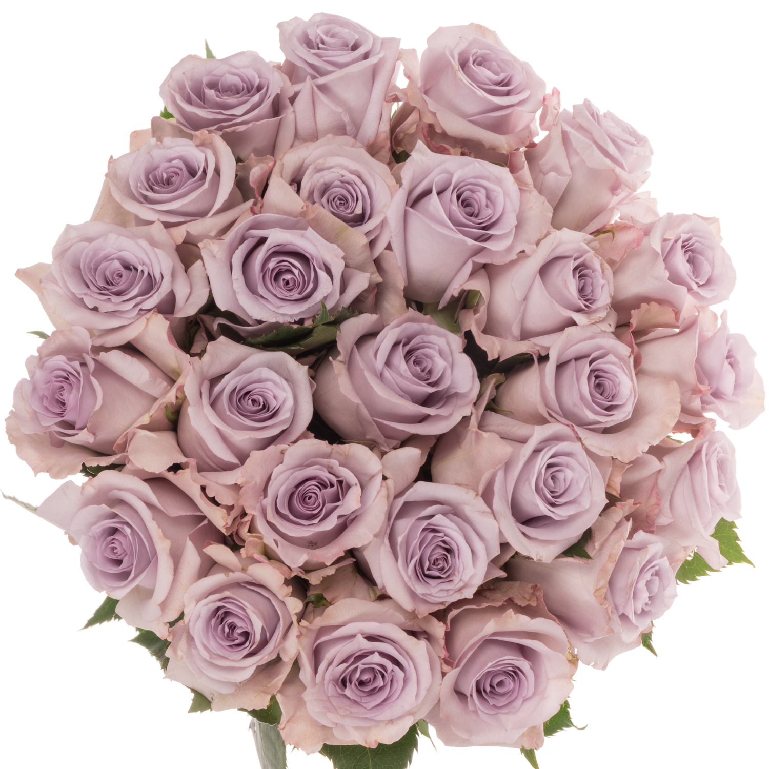 Rose milka Ocean Song (Ec) 50cm