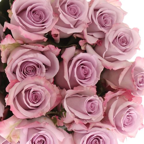 Rose milka Ocean Song (Ec) 50cm
