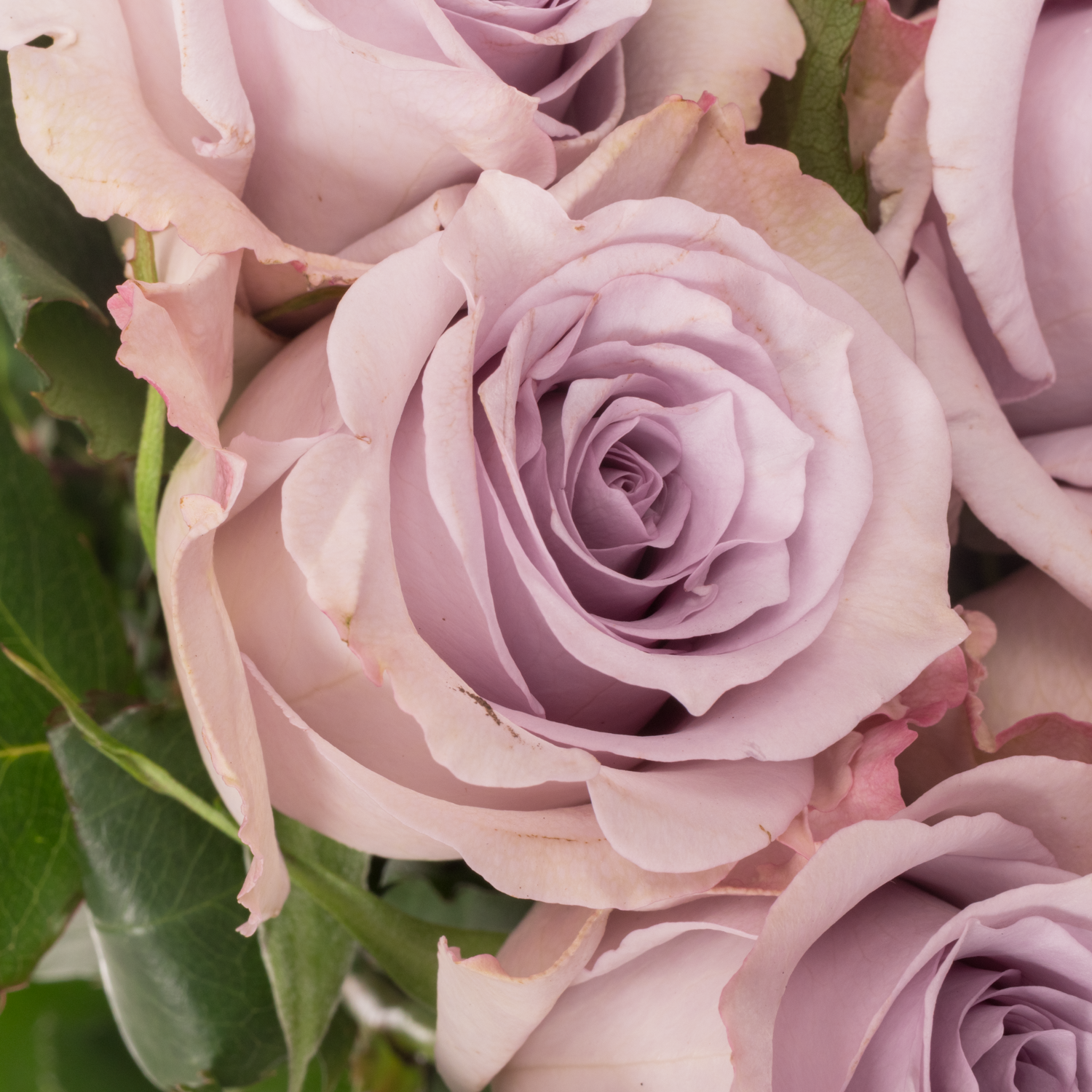 Rose milka Ocean Song (Ec) 50cm