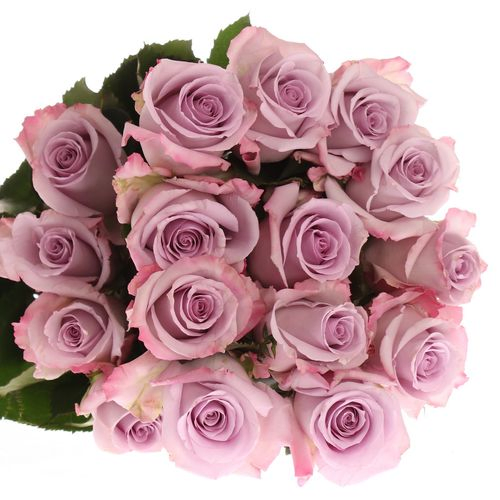 Rose milka Ocean Song (Ec) 50cm