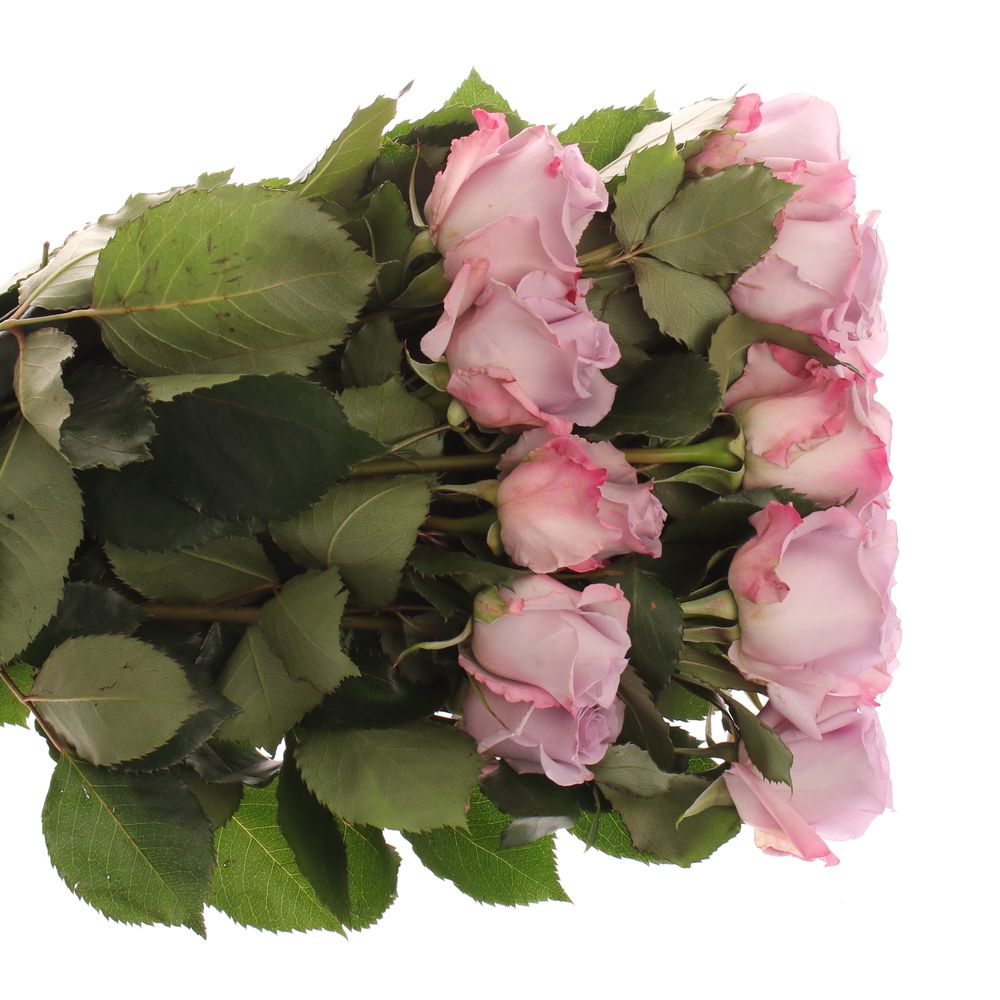 Rose milka Ocean Song (Ec) 50cm