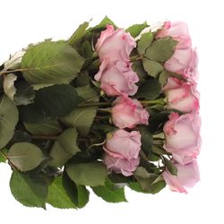 Rose milka Ocean Song (Ec) 50cm