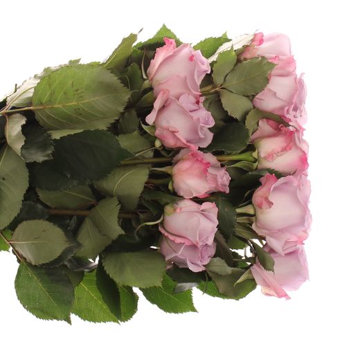 Rose milka Ocean Song (Ec) 50cm