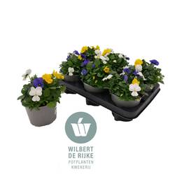 Hornveilchen mix Stockholm T12 H018