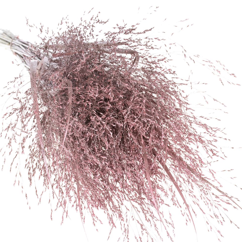 Ziergras rosa gefärbt 80cm