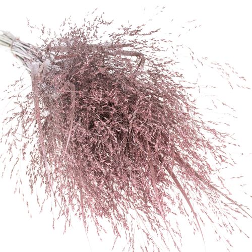 Ziergras rosa gefärbt 80cm