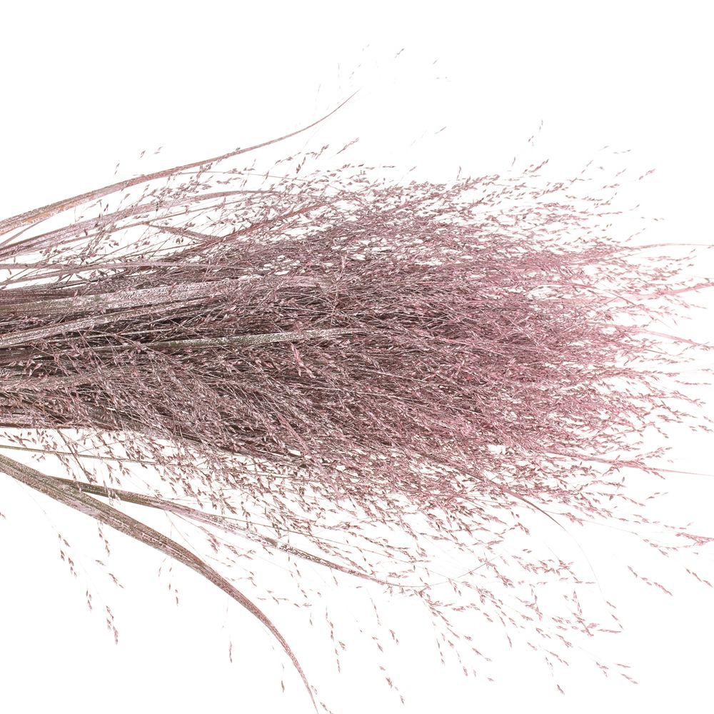 Ziergras rosa gefärbt 80cm