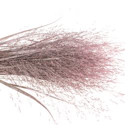 Ziergras rosa gefärbt 80cm