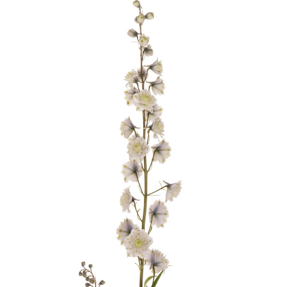 Delphinium weiss / milka  Cha 80cm