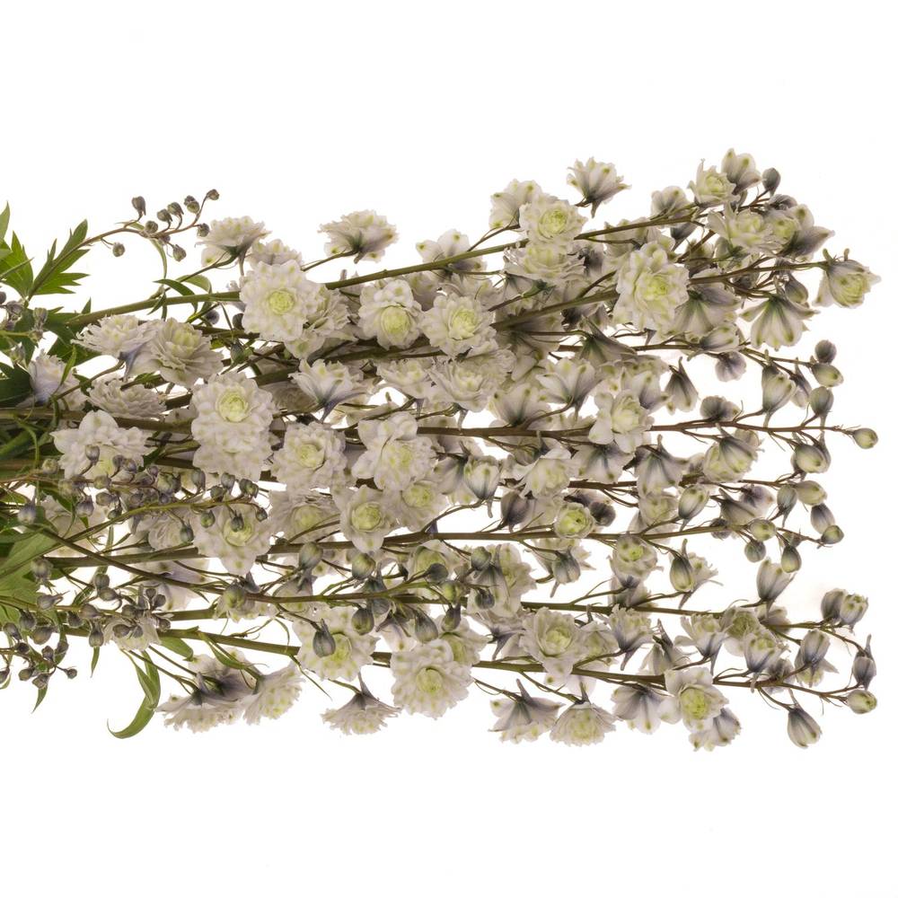 Delphinium weiss / milka  Cha 80cm