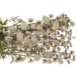 Delphinium weiss / milka  Cha 80cm