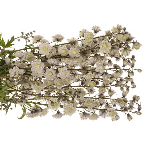 Delphinium weiss / milka  Cha 80cm
