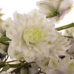 Delphinium weiss / milka  Cha 80cm