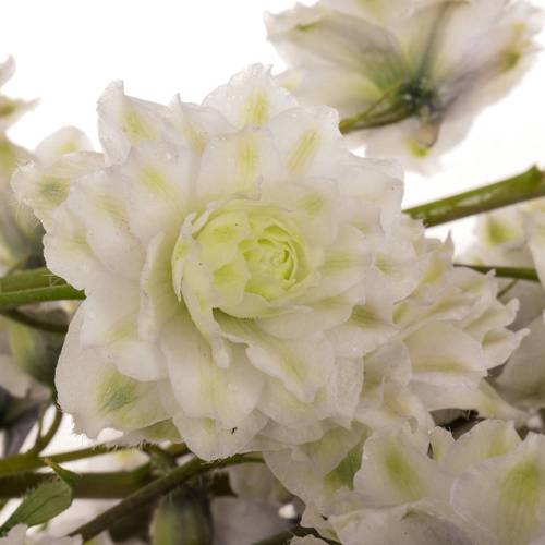 Delphinium weiss / milka  Cha 80cm