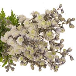 Delphinium weiss / milka  Cha 80cm