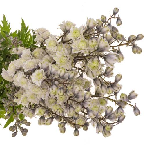 Delphinium weiss / milka  Cha 80cm
