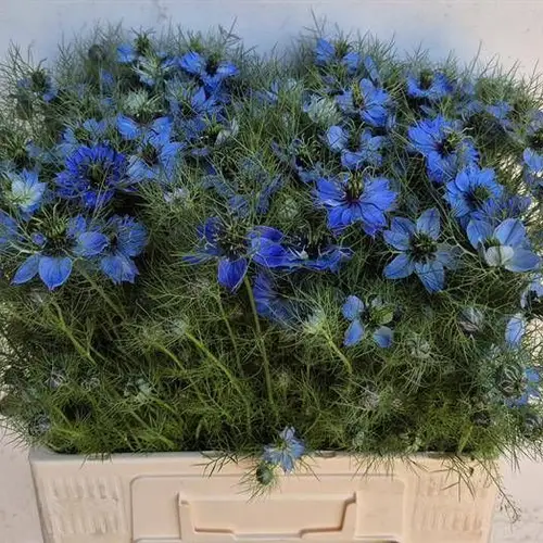 Nigella blau deep sea 60cm