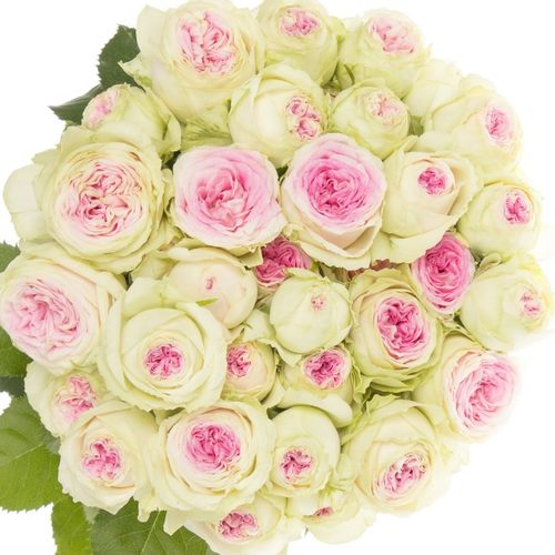 Rose verzweigt creme/rosa Gelato 6+Blüte 60cm