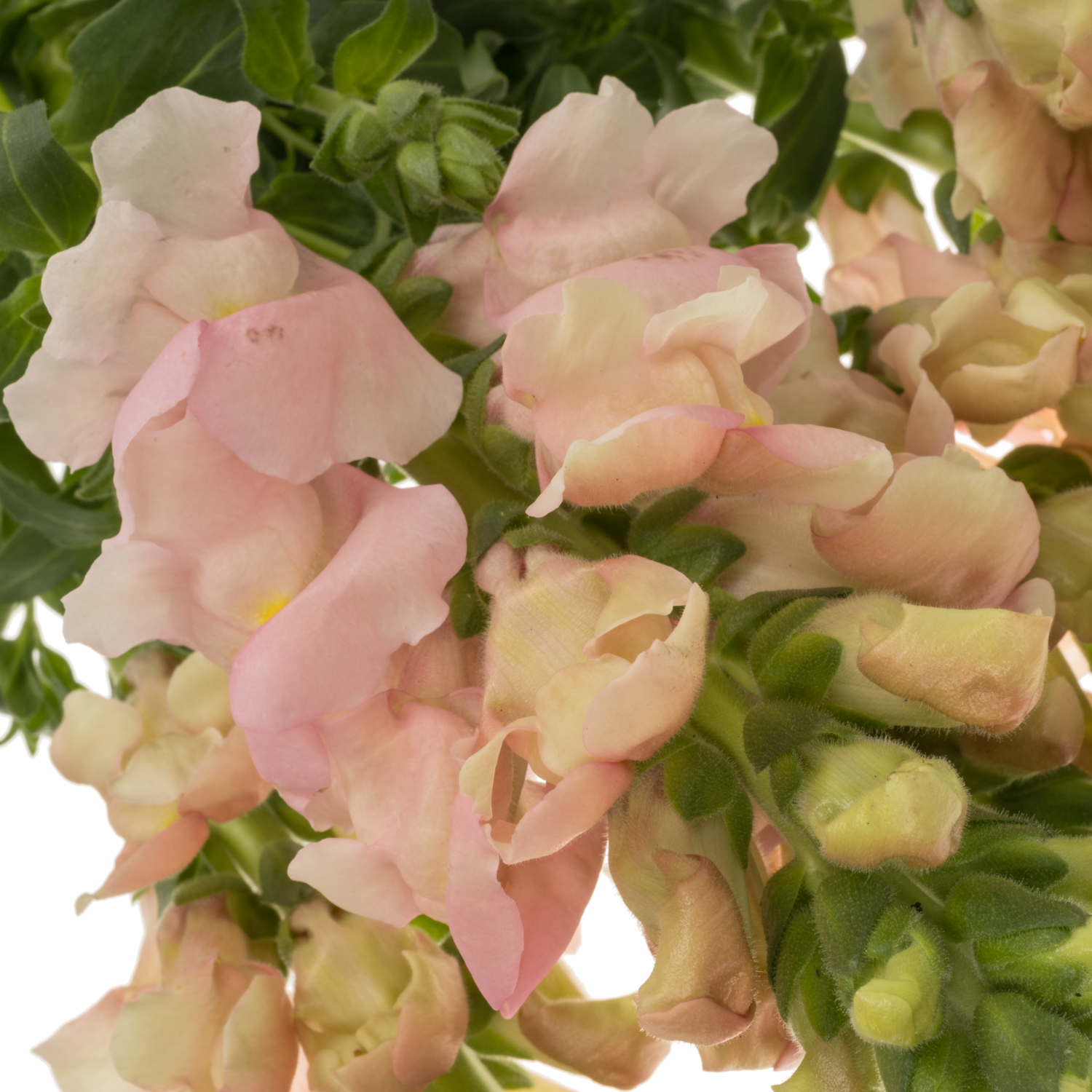 Löwenmaul dunkel rosa Antibes Pink 85cm
