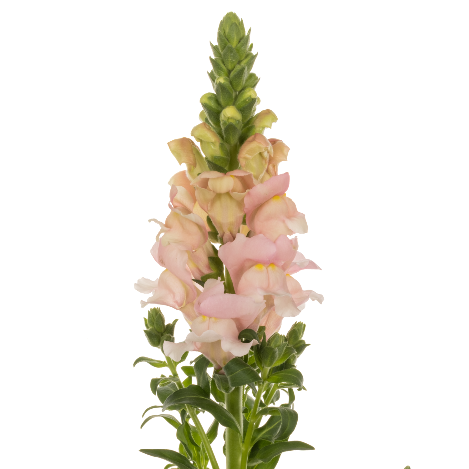 Löwenmaul dunkel rosa Antibes Pink 85cm