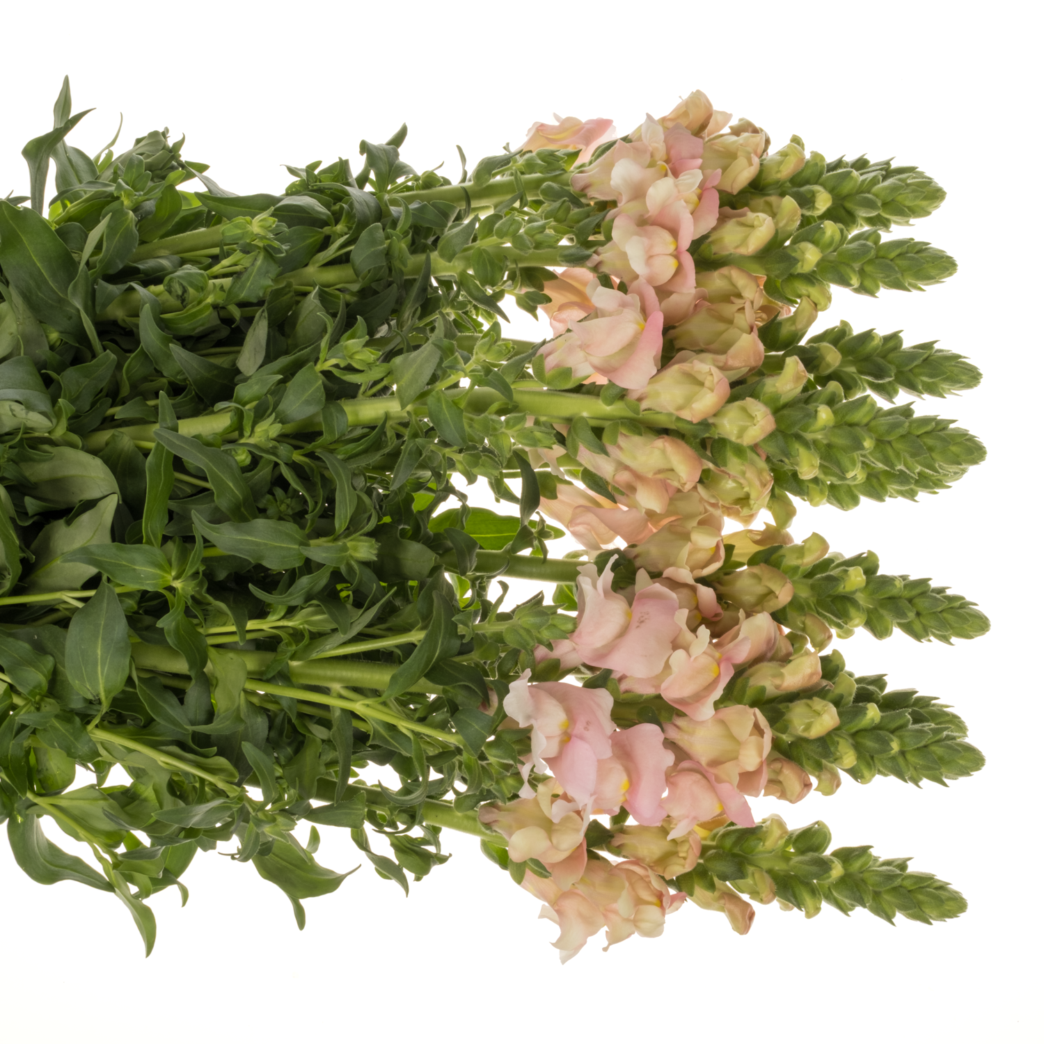 Löwenmaul dunkel rosa Antibes Pink 85cm