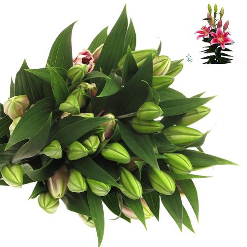 Lilie orientalisch rosa Calvados 3+Blüte 80cm