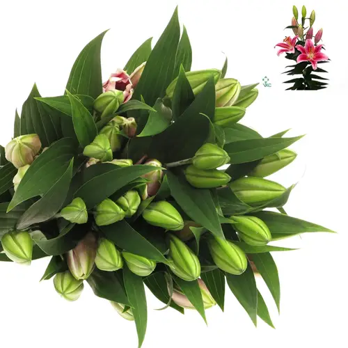 Lilie orientalisch rosa Calvados 3+Blüte 80cm