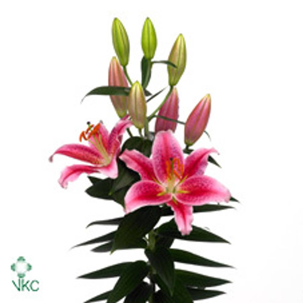 Lilie orientalisch rosa Calvados 3+Blüte 80cm