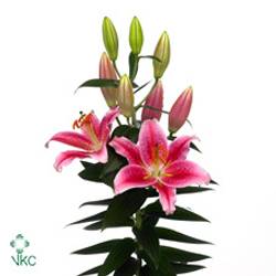 Lilie orientalisch rosa Calvados 3+Blüte 80cm