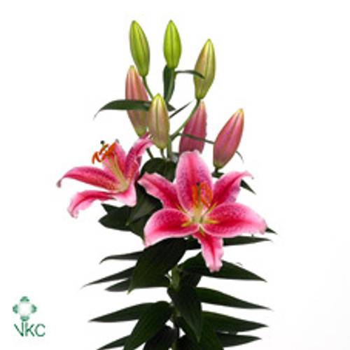 Lilie orientalisch rosa Calvados 3+Blüte 80cm