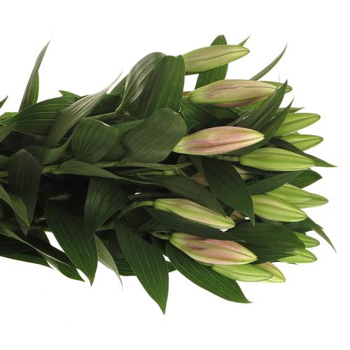 Lilie orientalisch rosa Calvados 3+Blüte 80cm