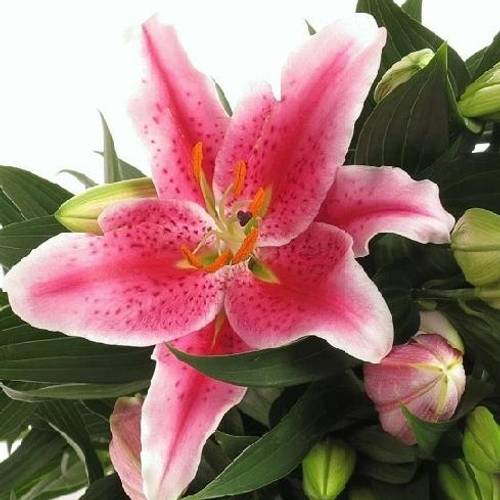 Lilie orientalisch rosa Calvados 3+Blüte 80cm