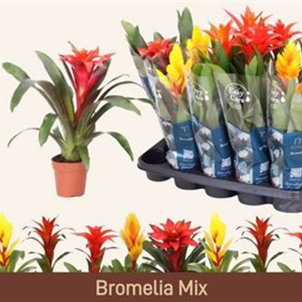 Bromelia mix Schnäpch. von Uhr T12 H045