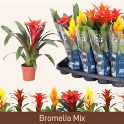 Bromelia mix Schnäpch. von Uhr T12 H045