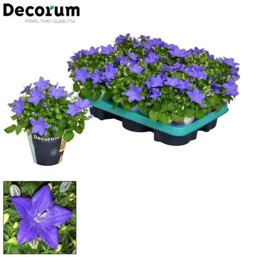 Campanula violett Napoli T11 H020