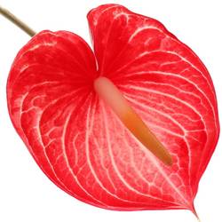 Anthurium rot Singita Blüte 11cm