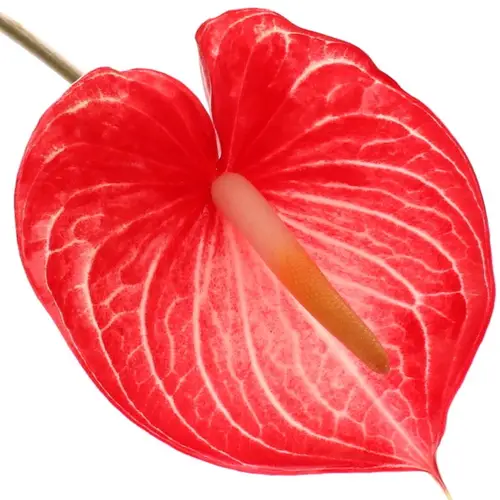 Anthurium rot Singita Blüte 11cm