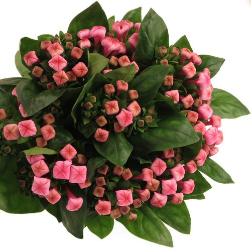 Bouvardie rosa  Hot Pink 70cm