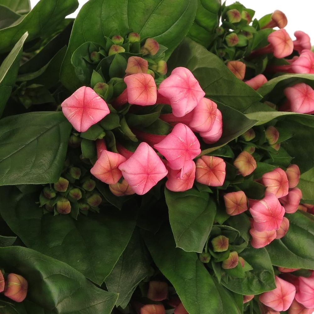 Bouvardie rosa  Hot Pink 70cm