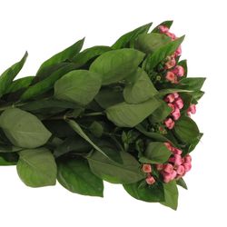 Bouvardie rosa  Hot Pink 70cm