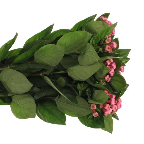 Bouvardie rosa  Hot Pink 70cm