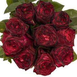 Rose Freiland dunkel rot/lila Romantic Nostalgie 60cm