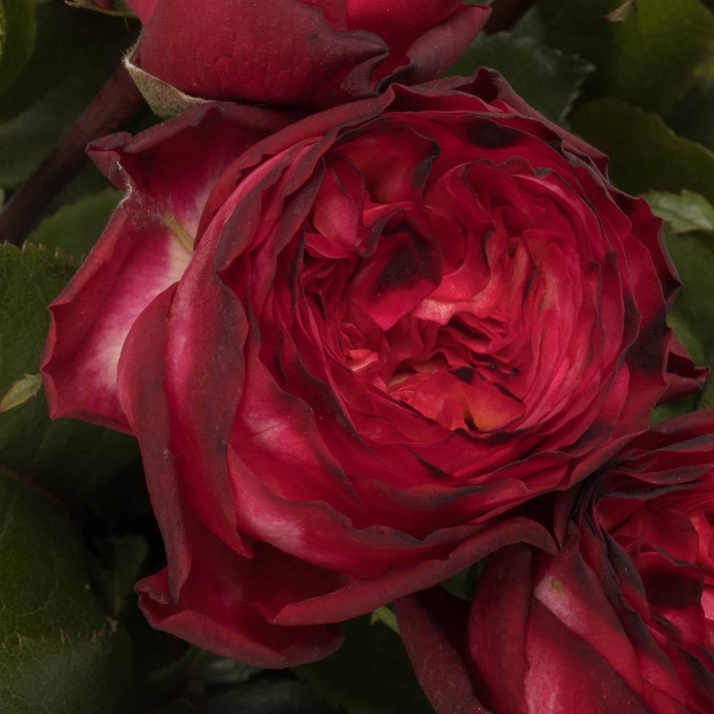 Rose Freiland dunkel rot/lila Romantic Nostalgie 60cm