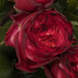 Rose Freiland dunkel rot/lila Romantic Nostalgie 60cm