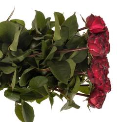 Rose Freiland dunkel rot/lila Romantic Nostalgie 60cm