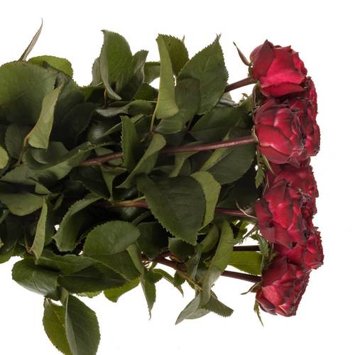 Rose Freiland dunkel rot/lila Romantic Nostalgie 60cm