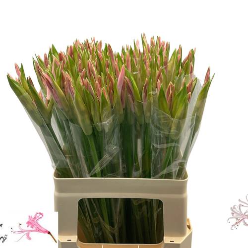 Nerine hell rosa Albivetta 55cm