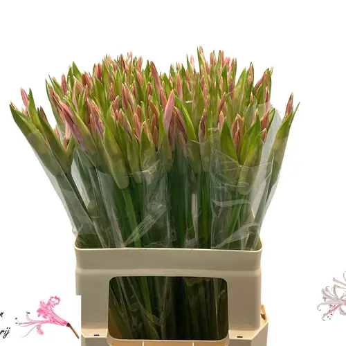 Nerine hell rosa Albivetta 55cm